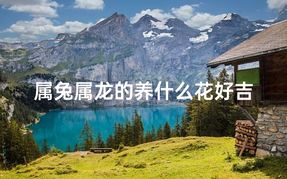 属兔属龙的养什么花好吉利-属龙人好不好
