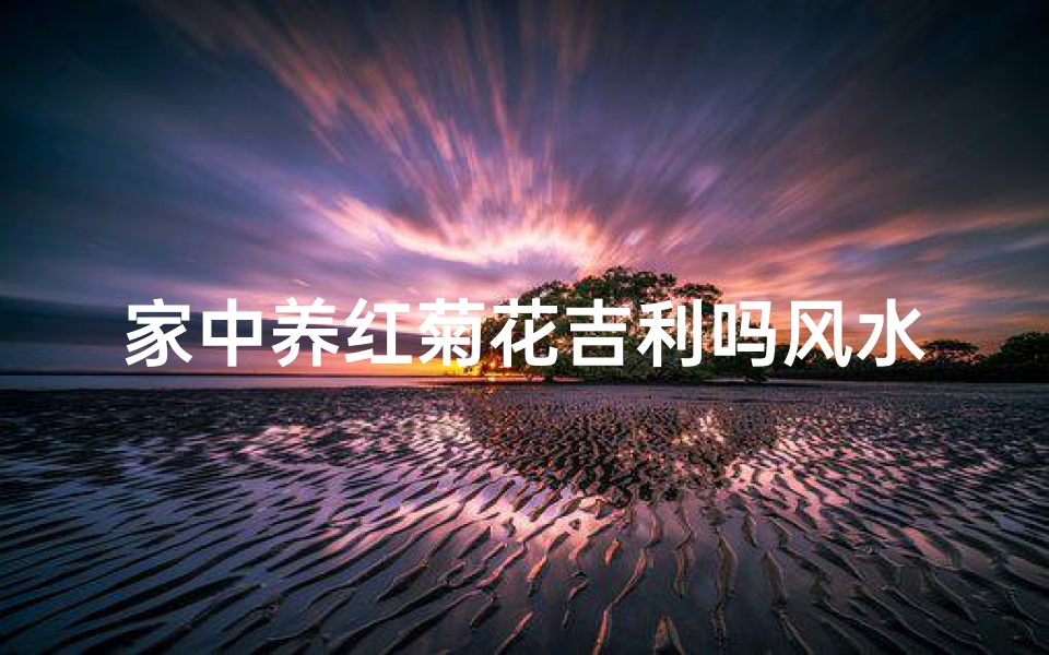 家中养红菊花吉利吗风水;家中养菊花吉利不?