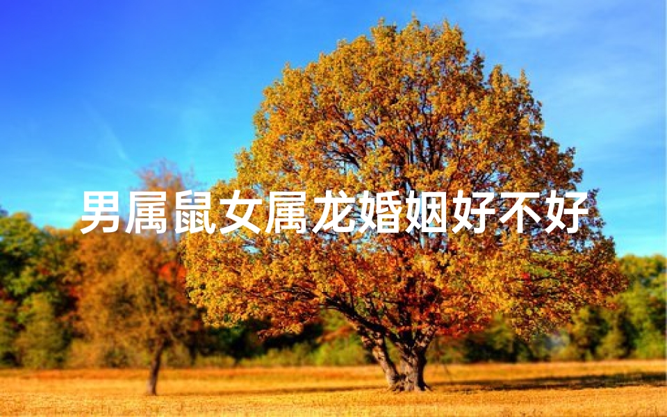 男属鼠女属龙婚姻好不好-属鼠男与属龙女婚姻吉凶如何?