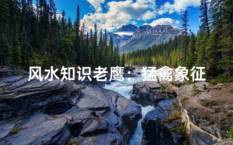风水知识老鹰:猛禽象征与家居布局的奥秘