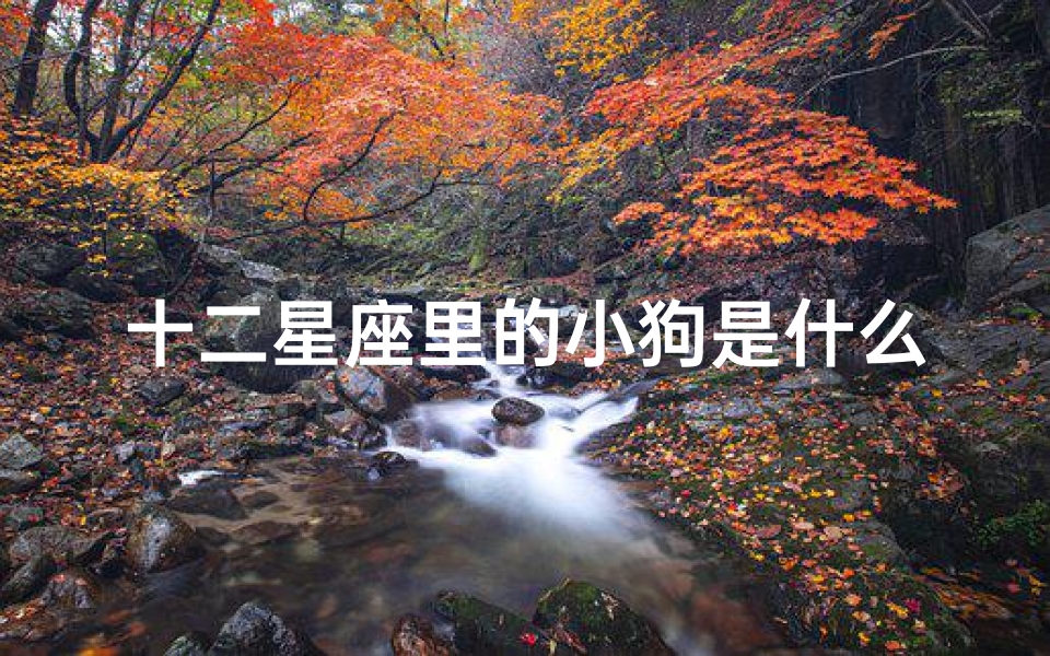 十二星座里的小狗是什么样子的(适合十二星座的宠物)-算卦网